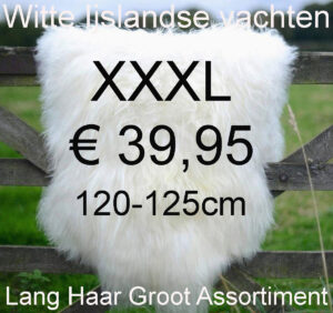 IJslandse WIT Schapenvacht 120>125cm Schapenvel € 39,95 Vacht Schapenhuid Schapenvel