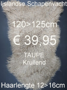 IJSLANDSE TAUPE KRULLEND 120>125cm Schapenvacht Schapenvel Vacht € 39,95