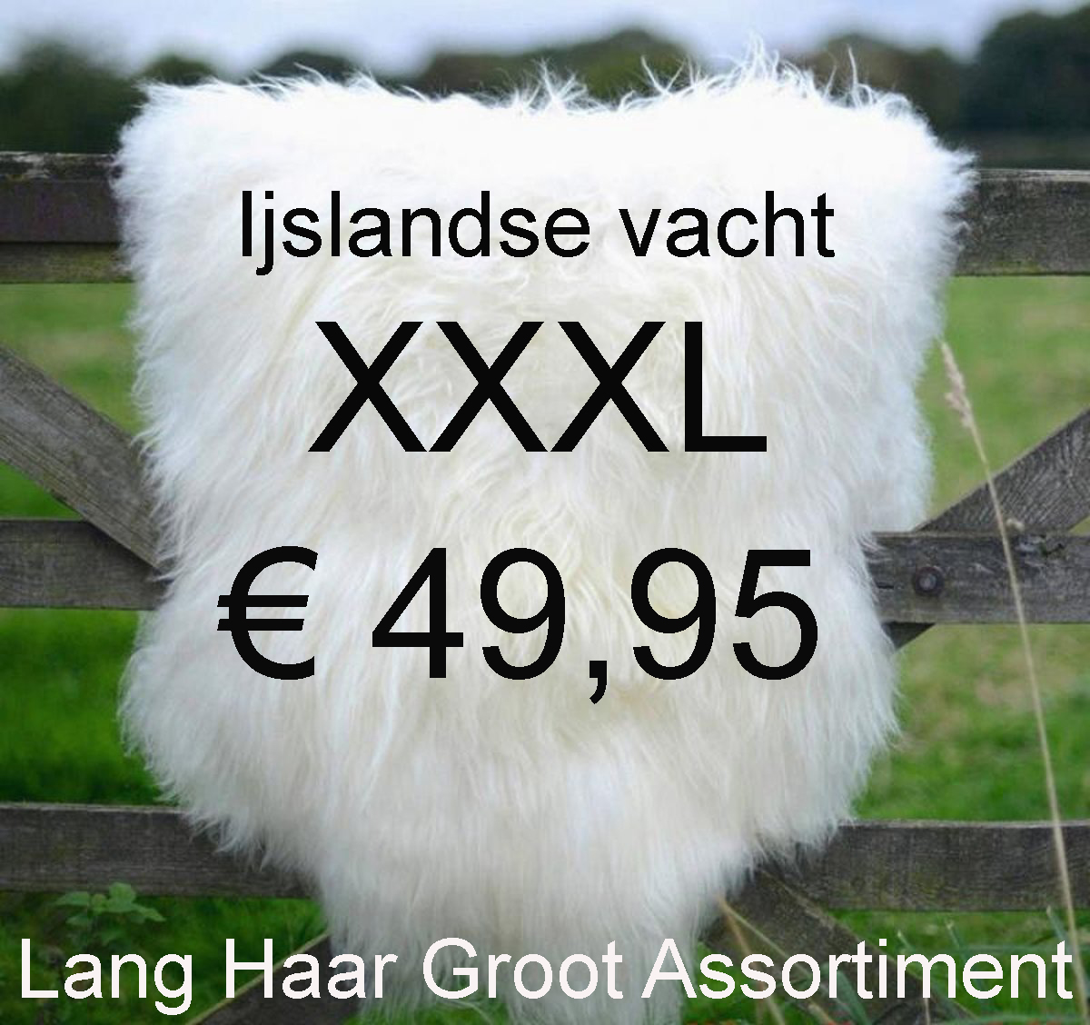 IJslandse WIT Schapenvacht 130>135cm Schapenvel € 49,95 Vacht Schapenhuid Schapenvel