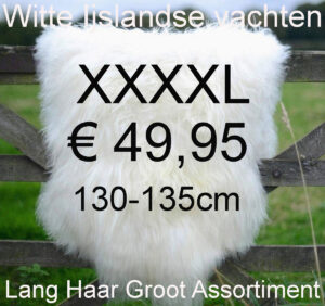 IJslandse WIT Schapenvacht 130>135cm Schapenvel € 49,95 Vacht Schapenhuid Schapenvel