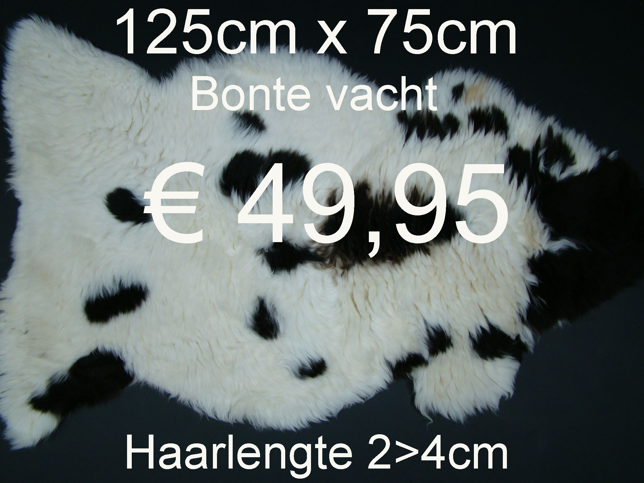 Bonte52