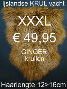 Ijslandse GINGER KRULLEND Schapenvacht 130>135cm Schapenvel Vacht € 49,95
